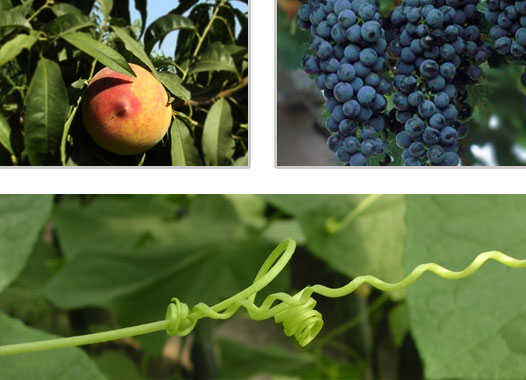 ERP w-Fitosanitarios/Agroquímicos